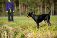 Une femme apprend le rappel à son chien dans un champ