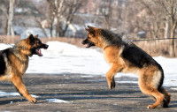 Deux Bergers Allemands grognent lors d'une rencontre