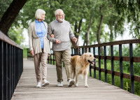 Un couple de personnes âgées promène un Golden Retriever dans un parc