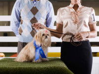 Le principe des expositions canines