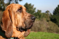 La recherche utilitaire : pour quelle race de chien ?