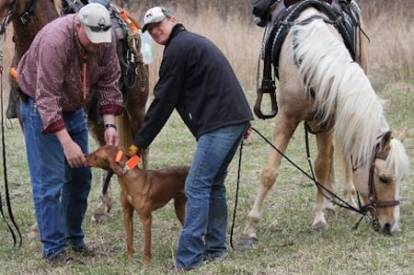 sifflet, entrainement, field, rappel, working test, dressage