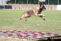 Un chien dans une épreuve de saut de ring
