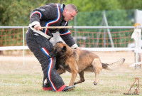 Un chien mordant l'homme assistant lors d'une épreuve de ring