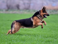 Un Berger Allemand en pleine course
