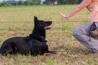 Une femme donnant l'ordre à son chien de s'asseoir