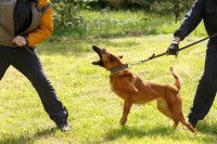 Un chien tentant de mordre un assistant et tenu en laisse par son maître lors d'une séance d'entraînement à la morsure