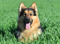 Un Berger Allemand allongé dans l'herbe et vu de face