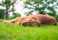 Un chien fatigué allongé dans l'herbe