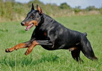 Un Doberman en train de courir
