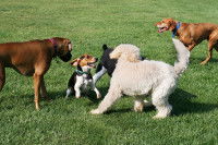 Des chiens jouant ensemble