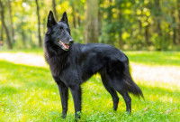 Un Berger Malinois en forêt