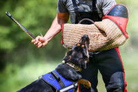 Un homme entraînant son chien à la morsure