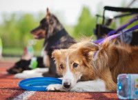 Un chien se reposant sur le bord d'un terrain de sport