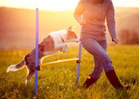 Un chien s'entraînant au saut avec sa maîtresse