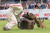 Un chien sur le point de morde l'homme assistant au championnat de France de ring 2015 organisé par le club Amicale Canine Domératoise