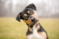 Un chien en train de pencher la tête sur le côté