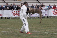 Un chien en pleine action lors d'une compétition de ring, avec du public massé derrière des barrières