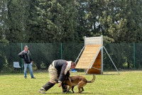 Une séance de ring au sein d'un club canin