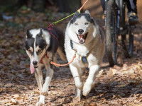 Le cani-VTT