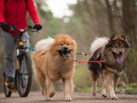 La catégorie deux chiens