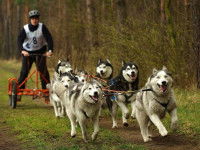 Le cani-kart