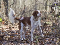 L’épreuve de résistance au stress : le coup de feu