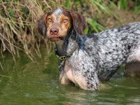 L’épreuve de sociabilité : le passage en foule