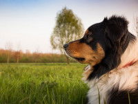 Qu’est-ce que le T.A.N. ?