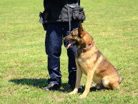 L’organisation du T.A.N.