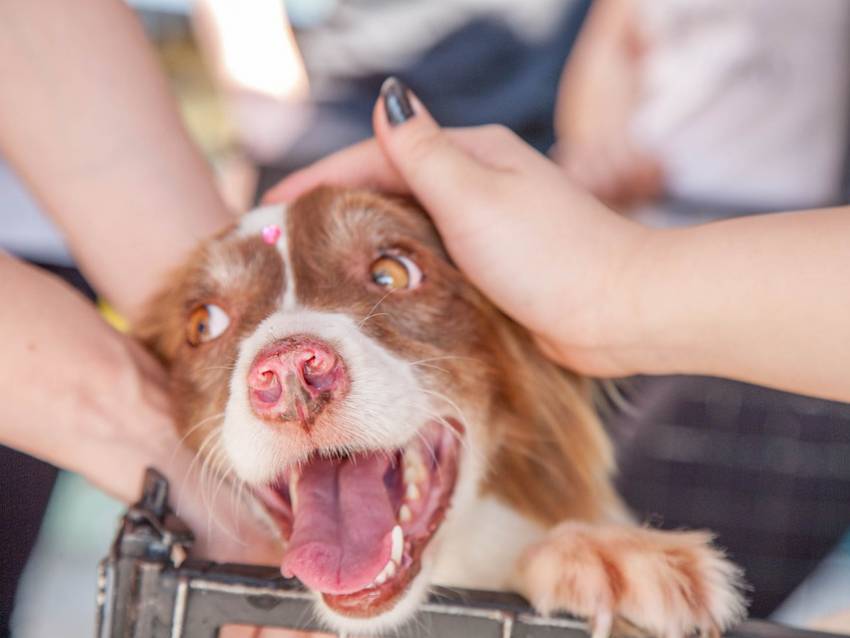 Acheter un chien le prix d'un chien
