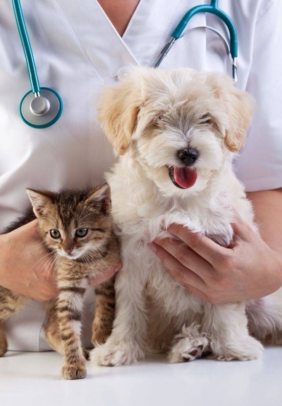 Que faire après avoir adopté un animal dans un refuge