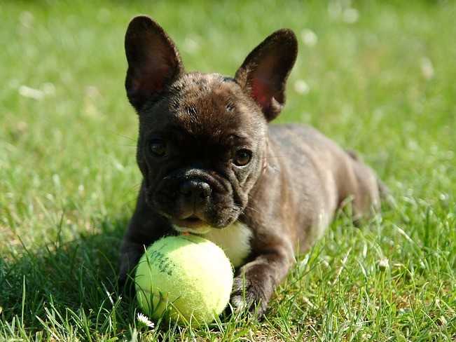 Les chiens pour faire connaissance [PUNIQRANDLINE-(au-dating-names.txt) 28
