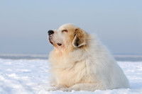 Un montagne des Pyrénées : ce sont des heures de toilettage