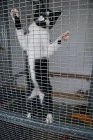 Une nouvelle loi en faveur de la réhabilitation des animaux de laboratoire