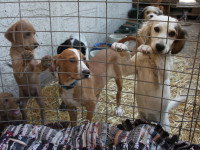 Plusieurs chiens attendant d'être adoptés dans un refuge
