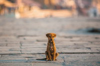 Un chien errant assis dans une rue