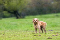 Un chien seul dans un champ sous la pluie