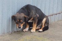 Un chien apeuré, se recroquevillant contre un mur