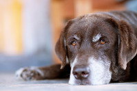 Un vieux chien allongé