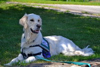 Un chien d'assistance allongé dans l'herbe