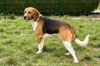 Un ancien Beagle de laboratoire dans un refuge