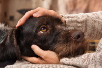 Zoom sur la tête d'un chien regardant son maître qui le caresse