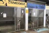 Une photo de chiens dans un refuge