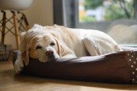 Un chien allongé dans son panier