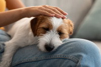 Un chien allongé sur les genoux d'une personne et se faisant caresser