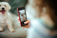 Une femme prenant une photo de son chien