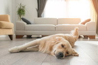 Un chien allongé dans un salon