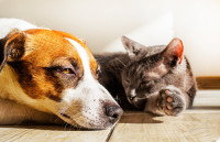 Un chien allongé à côté d'un chat