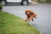 Un chien courant dehors